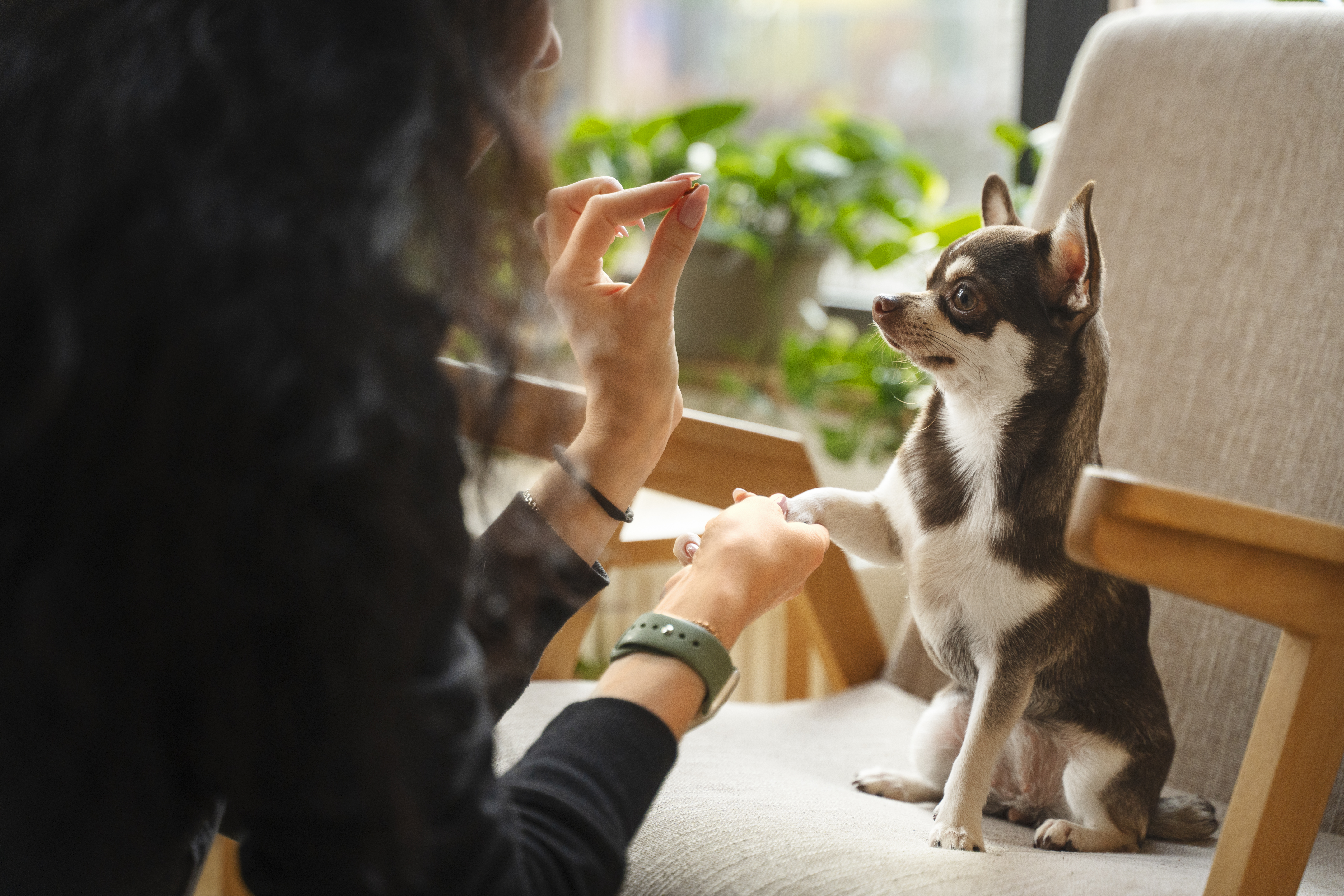 寵物飼料推薦生鮮食品